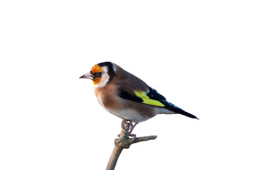 Fototapeta premium Goldfinch