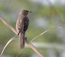 Common Babbler (Turdoides caudatus)