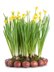 Daffodils and Easter eggs