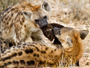 heyna and cub