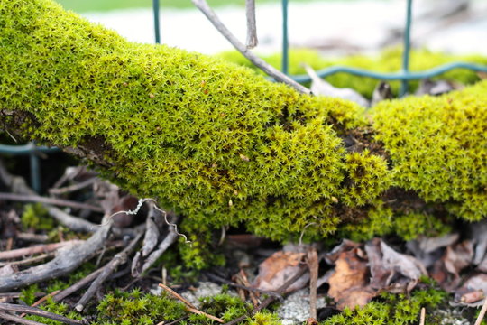 macro di muschio sul muretto