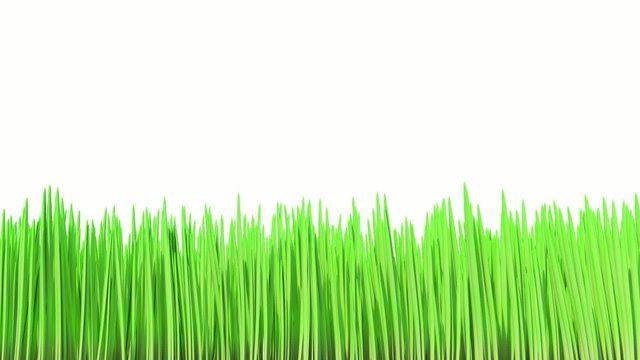 Isolated growing grass (with alpha channel)