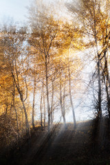 Fototapeta premium Bright rays