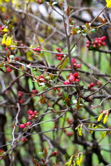 bacche rosse sul cespuglio