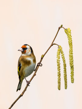 Goldfinch on Catkins