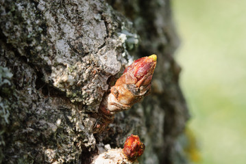 Gemma di albero