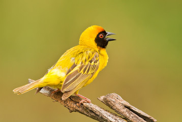 masked weaver