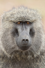 Portrait of an Olive Baboon