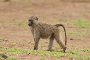 Young Olive Baboon
