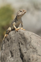 Lagarto méxico en una roca