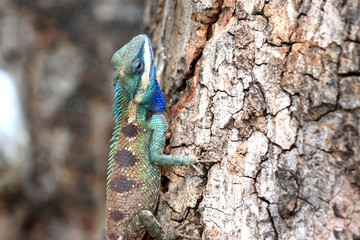 Focus A Chameleon on Tree.