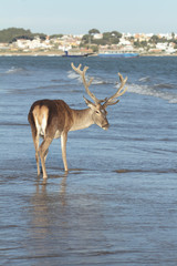 Ciervo berrea en la playa