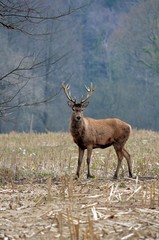 A Wild Red Deer Stag