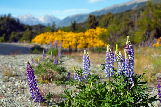Lupines, spring flowers in the mountains