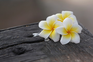 Fototapeta na wymiar white and yellow Frangipani Flower on old woods.