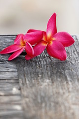 Red Frangipani Flower on old woods.