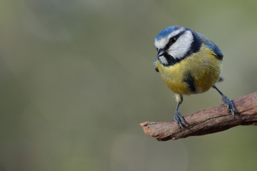 Obraz premium Herrerillo común