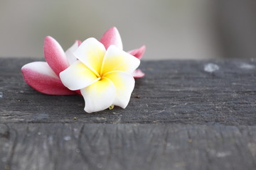 white and yellow Frangipani Flower on old woods.
