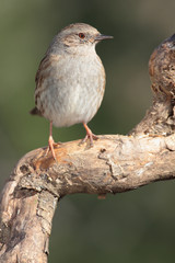 Pájaro acentor en una rama