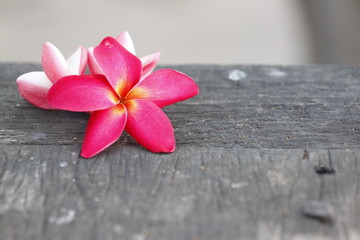 Red Frangipani Flower on old woods.