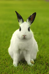 White Bunny Rabbit Outdoors in Grass
