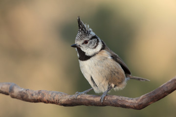 Herrerillo capuchino