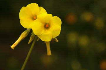 Obraz premium Flores del jaramago amarillo