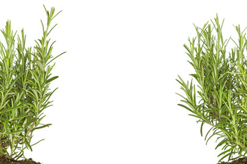 Rosmarin rechts - links © Rainer Fuhrmann