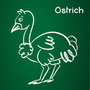 Vector image of a ostrich on the blackboard