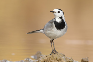 Lavandera blanca