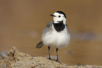 Lavandera blanca