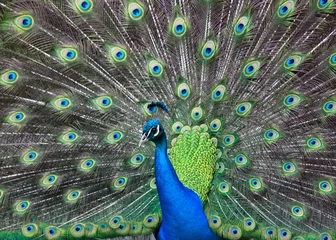 Papier Peint photo Lavable Paon peacock