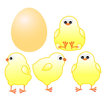 chicks with yellow egg