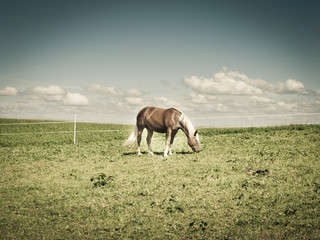 Fototapeta premium Pferd auf der Weide 173