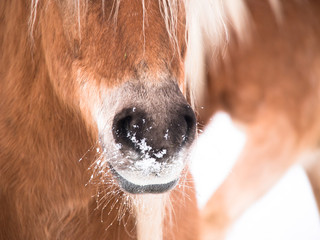 Pferde Detail 141, Nase Nüstern und Maul von vorne seitlich
