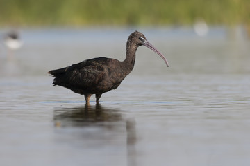 Ibis común
