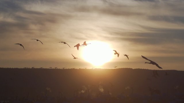Wasserv&ouml;gel im Sonnenaufgang