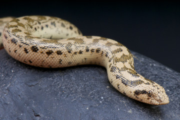 Tartar sand boa / Eryx tatricus