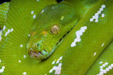 Fototapeta premium Green tree python / Morelia viridis