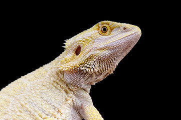 Fototapeta premium Leucistic bearded dragon / Pogona vitticeps
