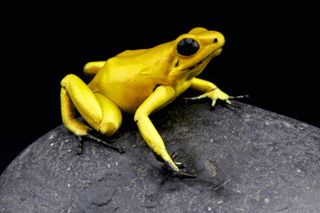 Fototapeta premium Golden poison frog / Phylloates terribilis