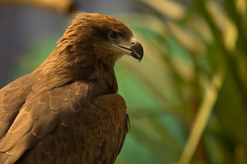 Red Hawk