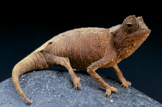 Plated leaf chameleon / Brookesia stumpffi