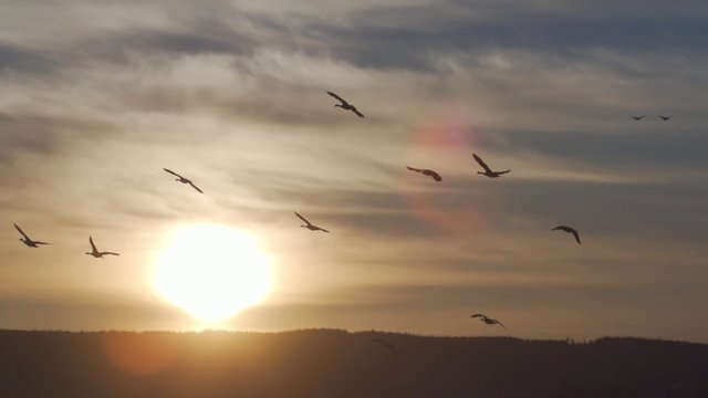 Wasserv&ouml;gel im Sonnenaufgang