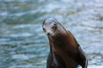 Fototapeta premium otarie de californie