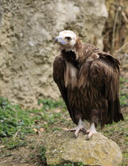 vautour moine perché