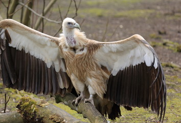 vautour de l'himalaya ailes déployées