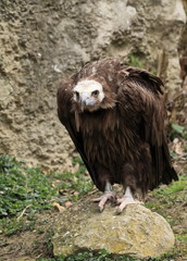 vautour moine