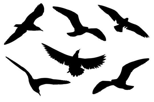 Silhouette of the birds on white background
