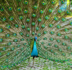 Obraz premium Portrait of Peacock with Feathers Out
